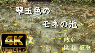 【風景】4K 景観浪漫：岐阜 関市 午前の名もなき池 ～モネの池～（Gifu, Japan）