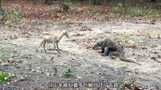 科莫多巨蜥捕猎山羊，山羊拼死抵抗，过程惊险又刺激，堪比大片