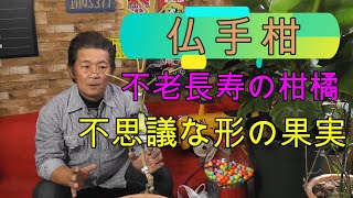 【不思議な柑橘】仏様の手と言われ不思議な形で縁起の良いとされる柑橘！