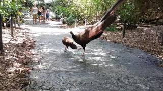 Great Malayan Argus Pheasant displaying