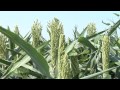 sorghum 869 air date 11 30 14