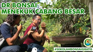 TEKNIK MENEKUK CABANG YANG TELAT PROGRAM | #SEKOLAHBONSAIGRATIS