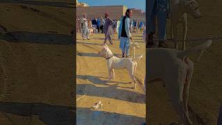 Special dogs 🐕 market short clip #kohatdogsmarket #kohatigultair #pitbull #shorts