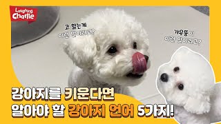 강아지를 키운다면 알아야 할 강아지 언어(카밍시그널) 5가지!!!