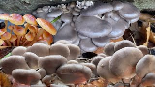 เก็บเห็ดนางรม, เห็ดอีโนกิในวันหิมะตก Picking Oyster mushroom on a snow day