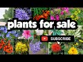 plants for sale||sera's gardens||18-10-24