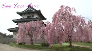 【閉鎖中】【HD】弘前公園100回目の桜 本丸・北の廓篇