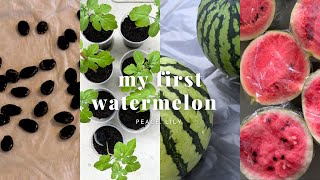 A record of growing watermelons from seeds / A rooftop vegetable garden