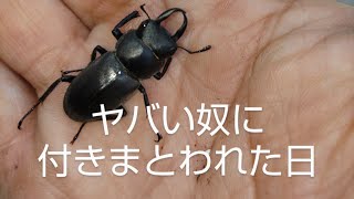 クワガタ採集中に…ヤバい人が居た…これが誰かの絶叫だぁ（笑）