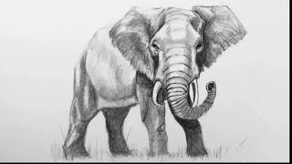 Learn to Draw an Elephant with Pencil  Step by Step