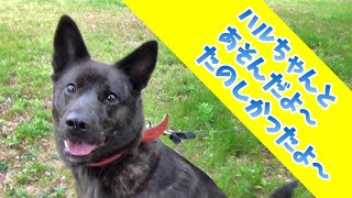 【Playing with my friend 🐕】公園で仲良しさんとかけっこ楽しかったワン - 甲斐犬いち