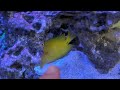 fish focus pistol shrimp and watchman goby best nano saltwater reef fish