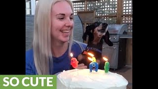 Mini Dachshund sings Happy Birthday to owner