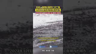 日本一地現大量死亡沙丁魚，長約900米的海灘全是死魚，有居民擔心這是地震等災害前兆。