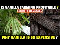 Vanilla Farming / Vanilla Cultivation | Why Vanilla Is So Expensive?