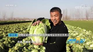 《消费主张》 20201229 原产地访价格：白菜价格为何上涨？| CCTV财经