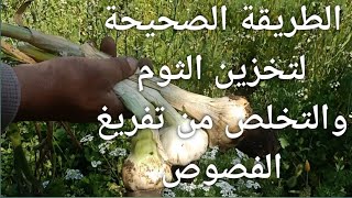 أفضل طريقة لتخزين الثوم #زراعة_الثوم