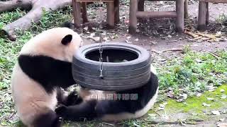 真的要被戏精小五笑鼠 这是哪学的装腿瘸技能了啊 #cute #animals #panda #zoo