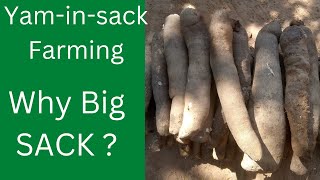 Why you should use big sack in yam farming