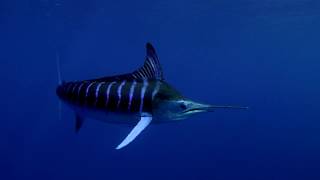 Did you know striped marlin stripes glow?