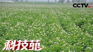 【Agricultural Technology】20171120 | CCTV Agriculture