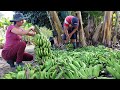 A melhor receita de banana verde para fortalecer as crianças