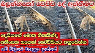 අන්තිමට වෙච්ච දේ - A man who rescued a dog tied to the railroad