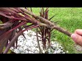 how to propagate hawaiian ti plant spoiler it’s so easy