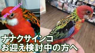 ナナクサインコお迎え検討中の方へ