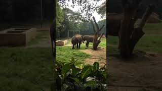 Elephants in Mysore Zoo | Wild Animals #ytshorts