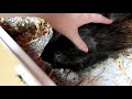 【モルモット】プチ動画 まったり日常 no.177 relaxed daily life【kawaii guineapig】