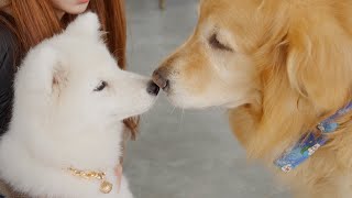 Golden retriever explodes with joy when he meets Samoyed puppy for the first time!