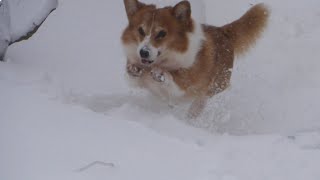 2021　暴風雪警報発令中です〜ギャギャ大活躍