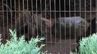 トウホクノウサギは東北のウサギじゃなくて「東北野ウサギ」 よこはま動物園ズーラシア　口コミ