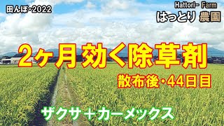 2ヶ月効く除草剤の結果・散布44日目　プレミアムな除草剤(ザクサ＋カーメックス)　田んぼ・2022　20220811