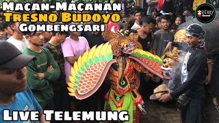 MACAN-MACANAN Live TELEMUNG || TRESNO BUDOYO GOMBENG ‼️ ( HD )