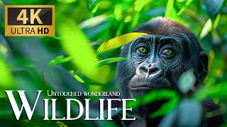 Untouched Wonderland Wild 4K 🐒 Discovery Relaxation Beautiful Nature Movie with