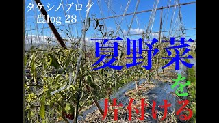 【農log 28】 野菜達をぶった切る‼︎ (夏野菜のお片付け) 前編 #夏野菜 #畑仕事 #週末農業