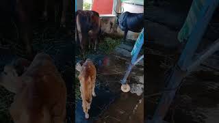 🏡🏡🐄🐄நம்ம ஊரு பண்ணை,பசுக்கள் 🐄🐄🏡🏡#shorts