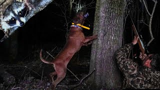 COON HUNTING with Dogs//Over 50 years of experience!!