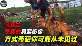 乌克兰宰猪的真实影像，不烧热水不放血，方式奇葩你可能从未见过