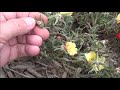 saving portulaca moss rose flower seed collecting seed