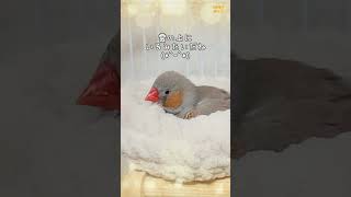 #shorts A zebra finch sleeping on a fluffy cloud