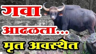 शिराळा तालुक्यातील कुसळेवाडी येथे मृत अवस्थेत आढळला गवा I Sangli I