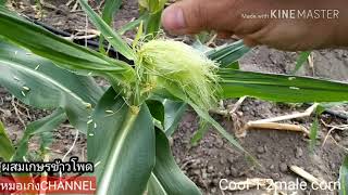 How to seeding sweet corn. วิธีผสมเกษรข้าวโพดให้ฝักสวยงาม