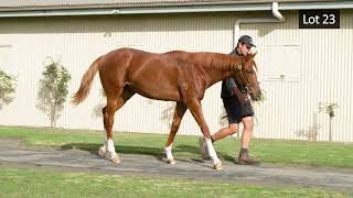 24MGYS Lot 23 Madeleine x Toronado 22 colt