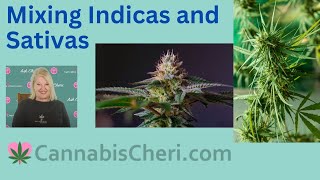 Mixing Indicas and Sativas