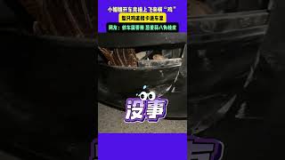 小姐姐开车竟撞上飞来横“鸡” 整只鸡直接卡进车里 网友：修车需要用 葱姜蒜八角桂皮 #搞笑 #新闻 #潮news