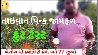 તાઈવાન પિન્ક જામફળ માં ક્વોલિટી ફળ કેવી રીતે મળે અને ફ્રુટ ટેસ્ટ || Taiwan pink guva best quality