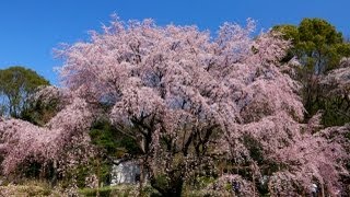 満開の六義園〜しだれ桜〜